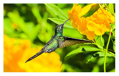 Stunning photographs taken by Ron Cooper on his travels to various countries around the globe presented by Ray Woods... Click to view...